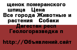 щенок померанского  шпица › Цена ­ 50 000 - Все города Животные и растения » Собаки   . Дагестан респ.,Геологоразведка п.